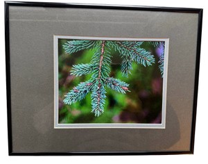 UK - Framed Fine Art Print Vibrantly Detailed Conifer Branch