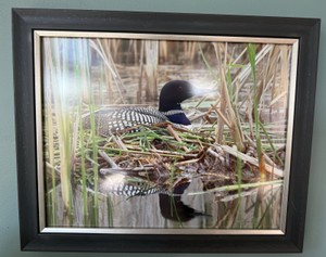 DR - Robert Metropulos Jr. Framed Loon Print  Symbol of the North