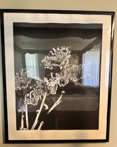 B1 - Oversized Monochrome Botanical Photogram Print