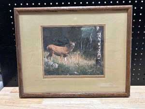Wildlife Print