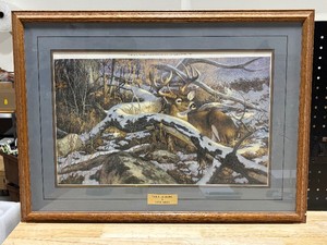 Whitetail Deer Print