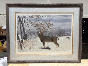 Whitetail Deer Print