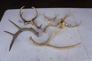 Assorted Deer Antlers