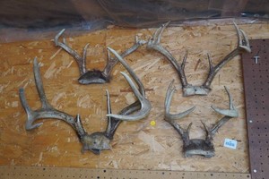 Assorted Deer Antler Racks