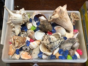 Sea shells