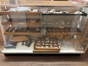 Natural History Specimens - Abalone, Mink Skulls, Antlers & Skeletal Mixed Lot