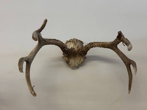 Antlered Deer Skull Display With Matched Antler Rack