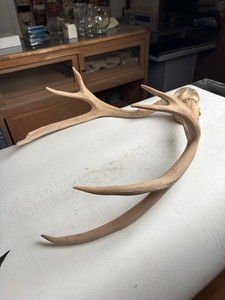 Natural Shed Deer Antler Pair