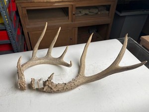 Natural Antler Pair With Attached Skull Plate