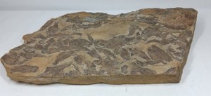 Large Green River Formation Fossil Fish Mass Mortality Slab  Knightia-Type Fish