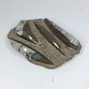 Moroccan Orthoceras Fossil Display Slab  Polished Cephalopod Specimens