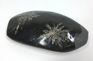Polished Chrysanthemum Stone Mineral Specimen