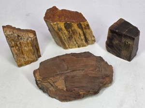 Assorted Petrified Wood Specimens  Polished & Natural Pieces