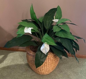 K - Faux Peace Lily in Woven Basket