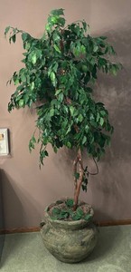 FR - Fine Faux Fica Tree