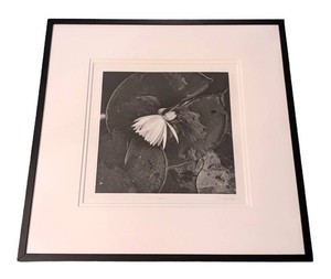 DR - Framed Art Print - Paula Taylor Limited Edition 6150