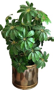 LR - Artificial Umbrella Plant in Brass-Colored Pot