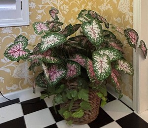 SR - Faux Plant Arrangement - Caladium-Style Foliage in Wicker Basket