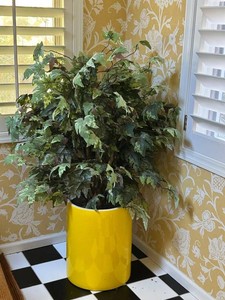 SR - Ceramic Planter Pot With Plant - 52in Indoor Display