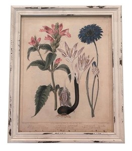LR - Botanical Print - Jno Edwards Colchicum Autumnale Framed