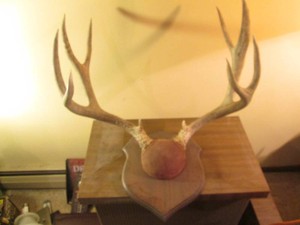 Taxidermy mounted antler rack
