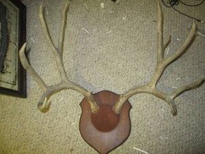 Taxidermy mounted antler rack