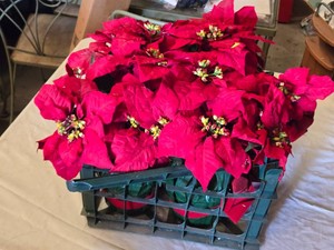 Poinsettia Plants in Green Plastic Pots with Red Wrapping