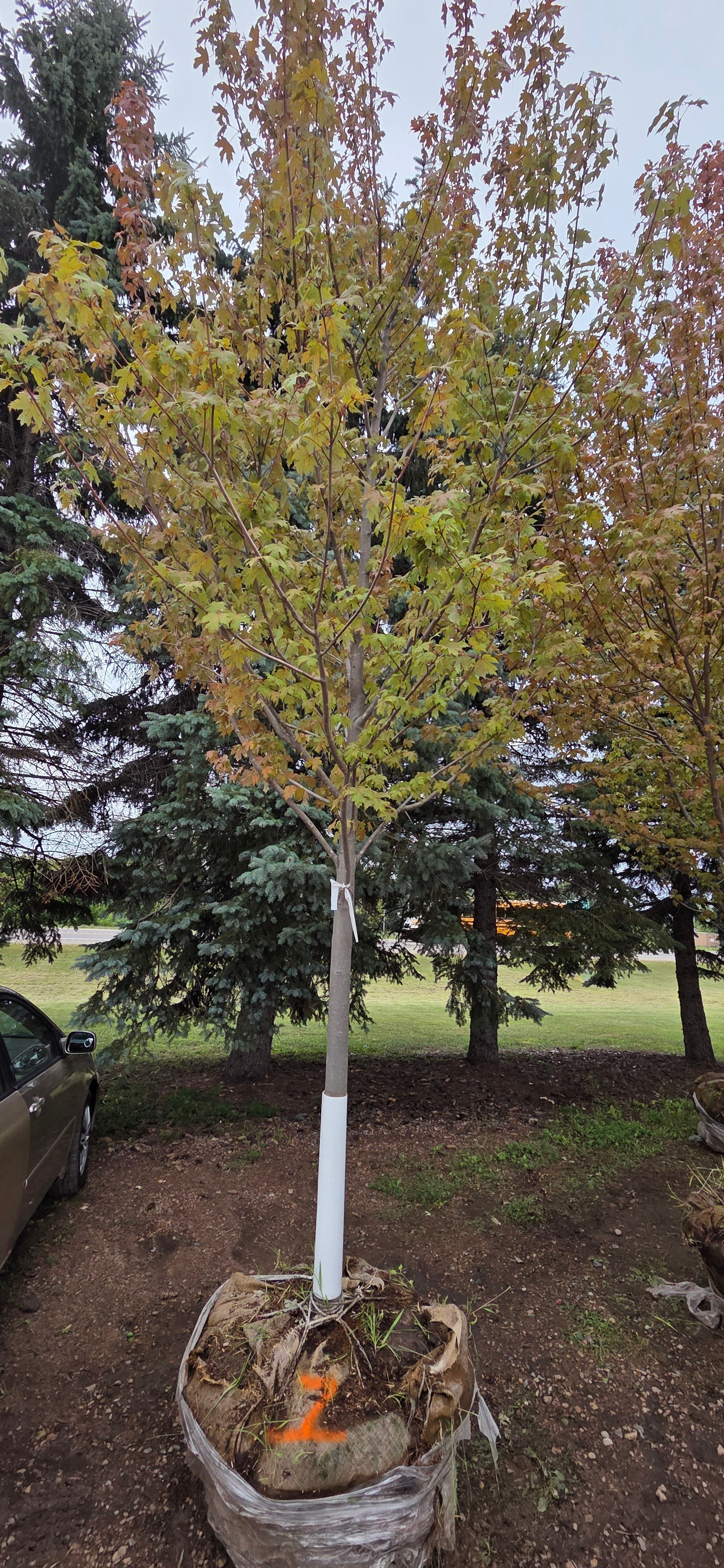 Autumn Blaze Maple - 3 Caliper
