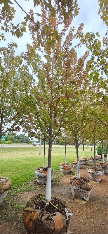 Autumn Blaze Maple - 3 Caliper