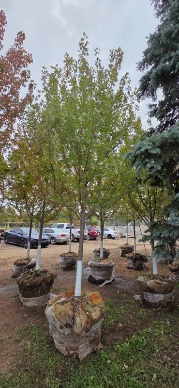 Autumn Blaze Maple - 3 Caliper
