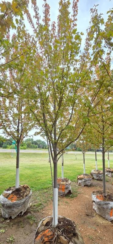 Autumn Blaze Maple - 3 Caliper
