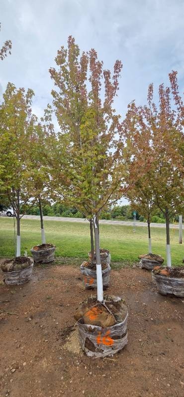 Autumn Blaze Maple - 3 Caliper