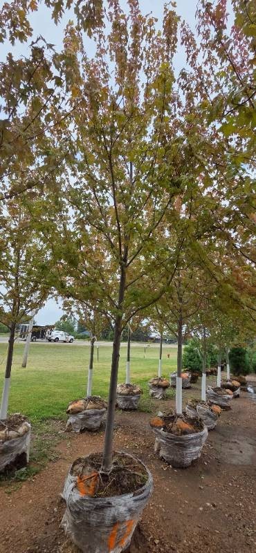 Autumn Blaze Maple - 3 Caliper