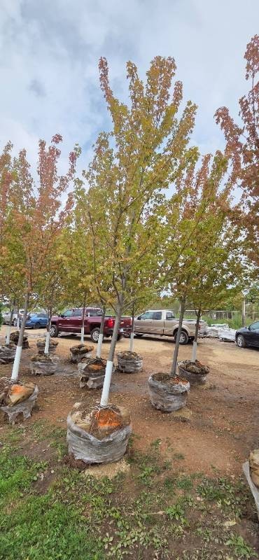 Autumn Blaze Maple - 3 Caliper