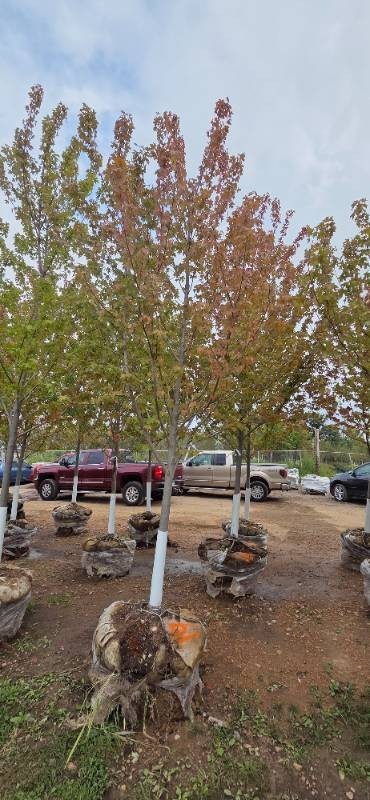 Autumn Blaze Maple - 3 Caliper