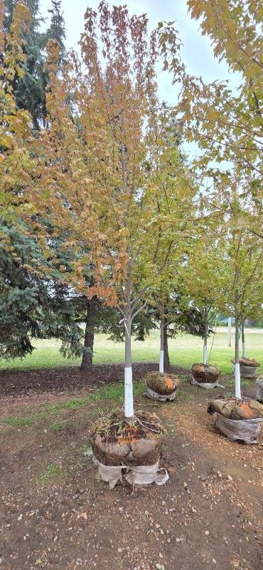 Autumn Blaze Maple - 3 Caliper
