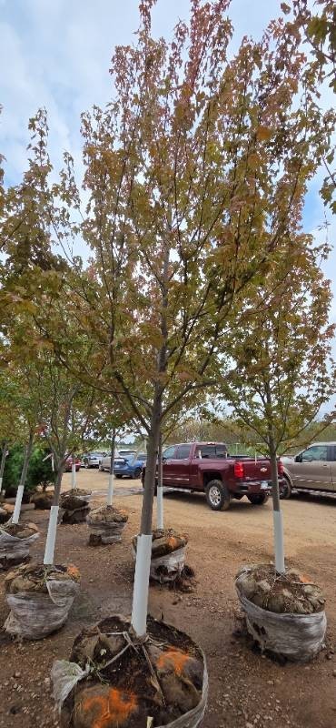 Autumn Blaze Maple - 3 Caliper