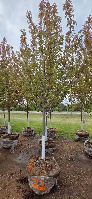 Autumn Blaze Maple - 3 Caliper