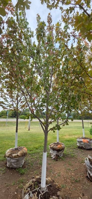 Autumn Blaze Maple - 3 Caliper