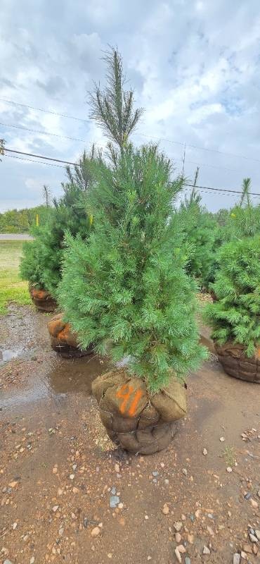 White Pine - 6 Tall