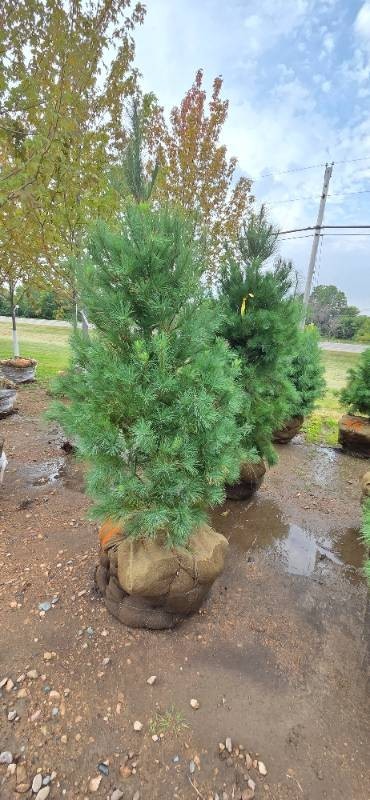 White Pine - 6 Tall