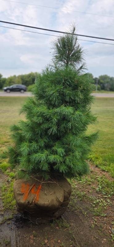 White Pine - 6 Tall