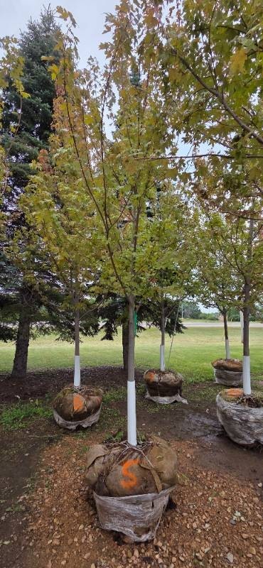 Autumn Blaze Maple - 3 Caliper