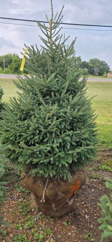Black Hills Spruce - 6 Tall