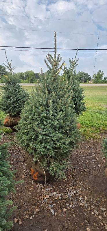 Black Hills Spruce - 6 Tall