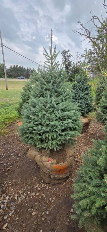 Black Hills Spruce - 6 Tall
