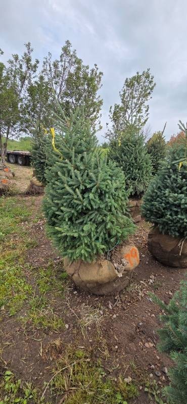 Black Hills Spruce - 6 Tall