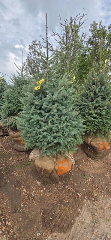 Black Hills Spruce - 6 Tall