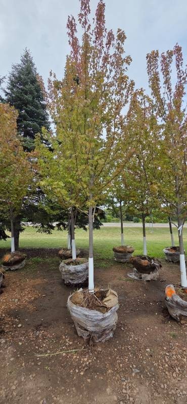 Autumn Blaze Maple - 3 Caliper