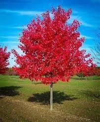 Autumn Blaze Maple - 3.5 Caliper